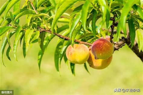 桃樹種植